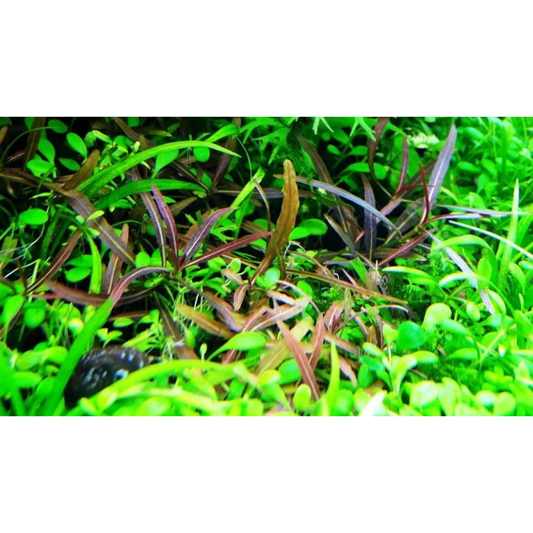 Hygrophila 'Araguaia'  in vitro