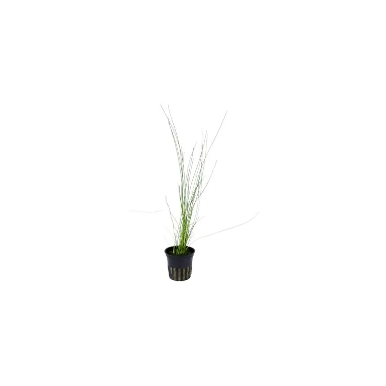 Eleocharis sp.