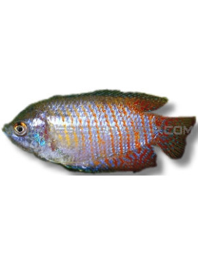 Colisa lalia néon