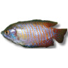 Colisa lalia rainbow