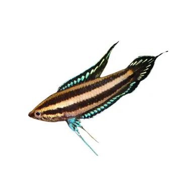 Parosphromenus deissneri