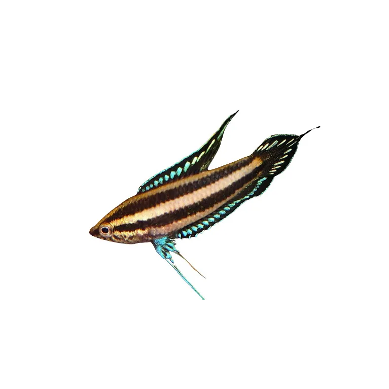 Parosphromenus deissneri