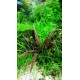 Cryptocoryne albida 'Brown'