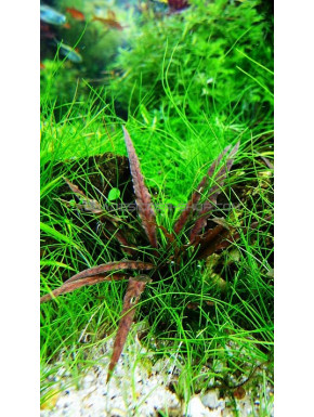 Cryptocoryne albida 'Brown'