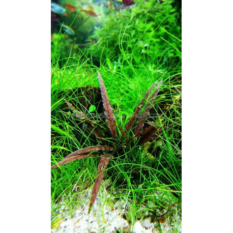 Cryptocoryne albida 'Brown'