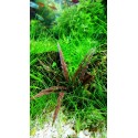 Cryptocoryne albida 'Brown'