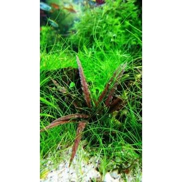 Cryptocoryne albida 'Brown'