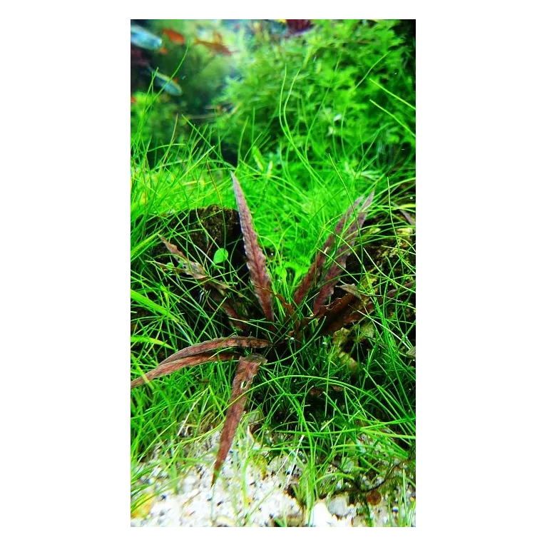 Cryptocoryne albida 'Brown'