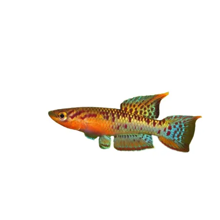 Chromaphyosemion bivittatum lagos