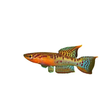 Chromaphyosemion bivittatum lagos