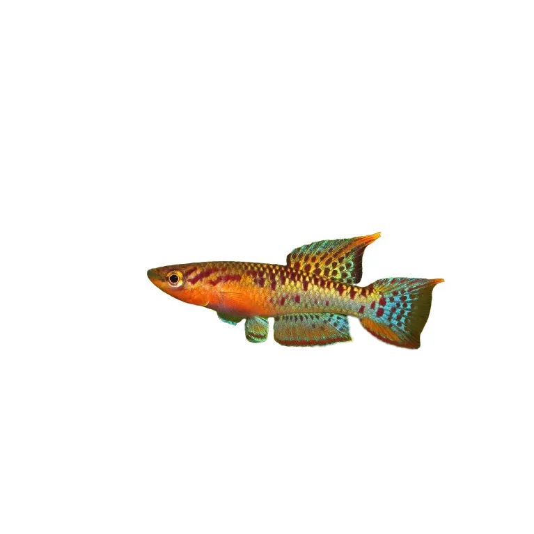 Chromaphyosemion bivittatum lagos