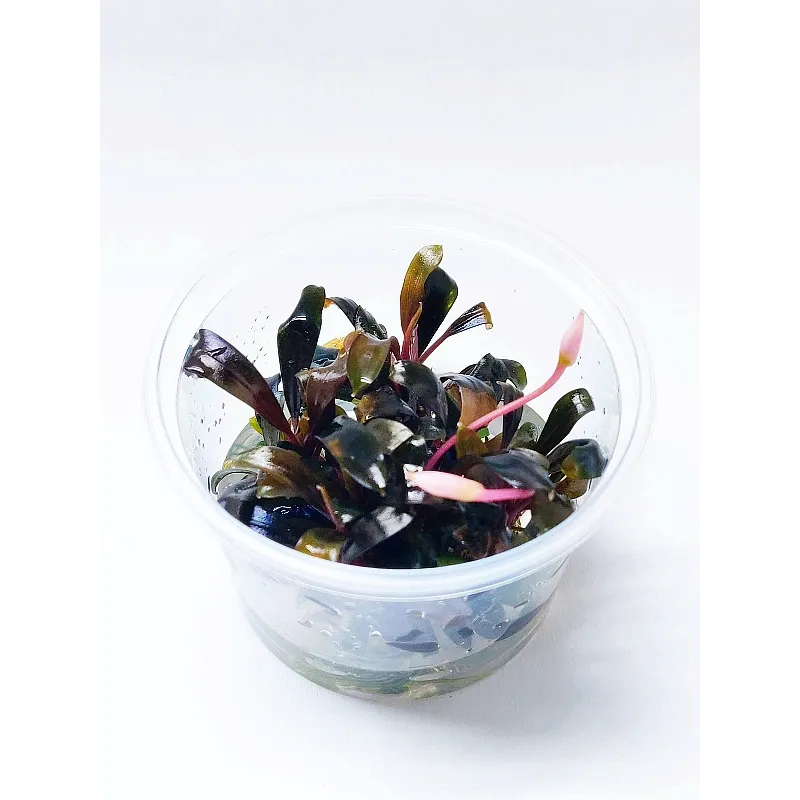 Bucephalandra blue green "in vitro"