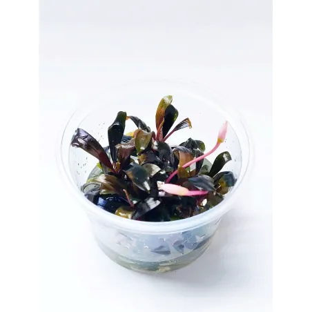 Bucephalandra blue green "in vitro"