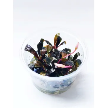 Bucephalandra blue green "in vitro"