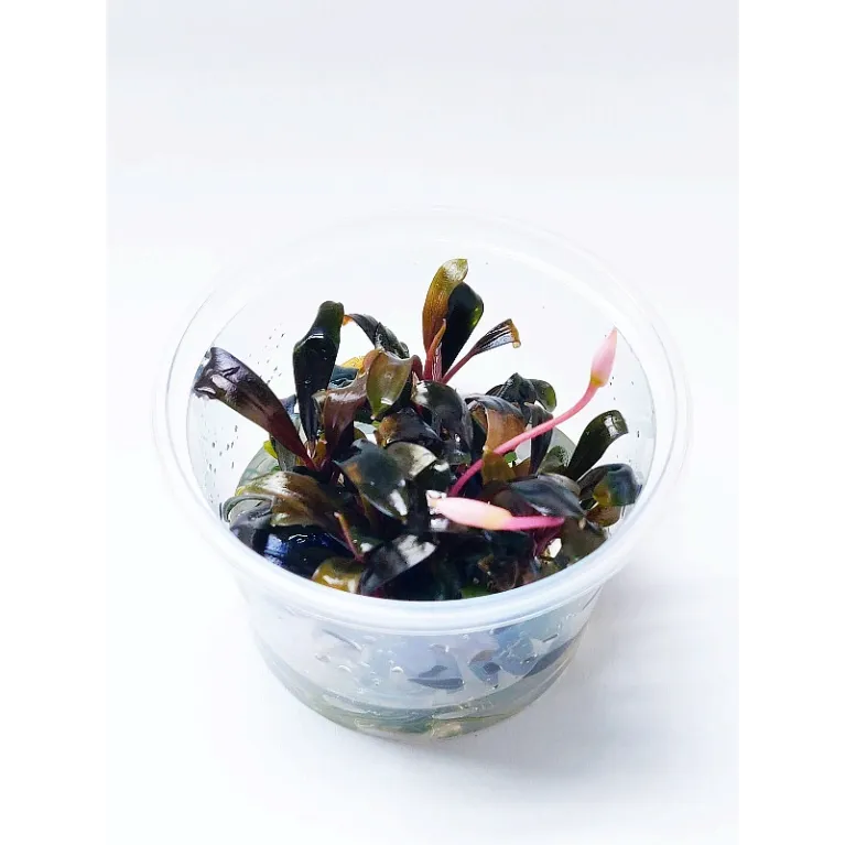 Bucephalandra blue green "in vitro"