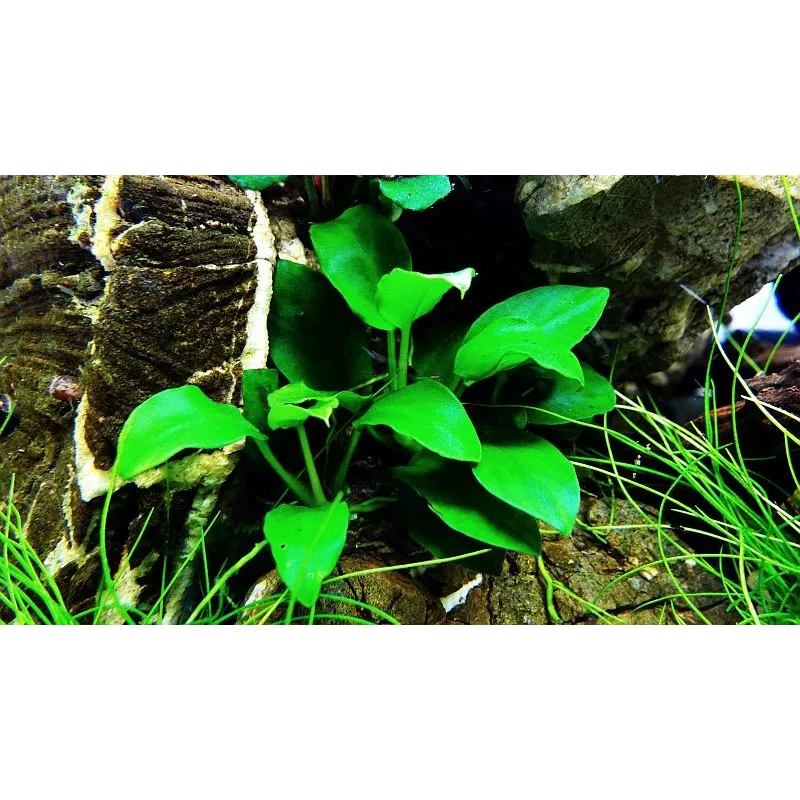 Anubias 'Petite'