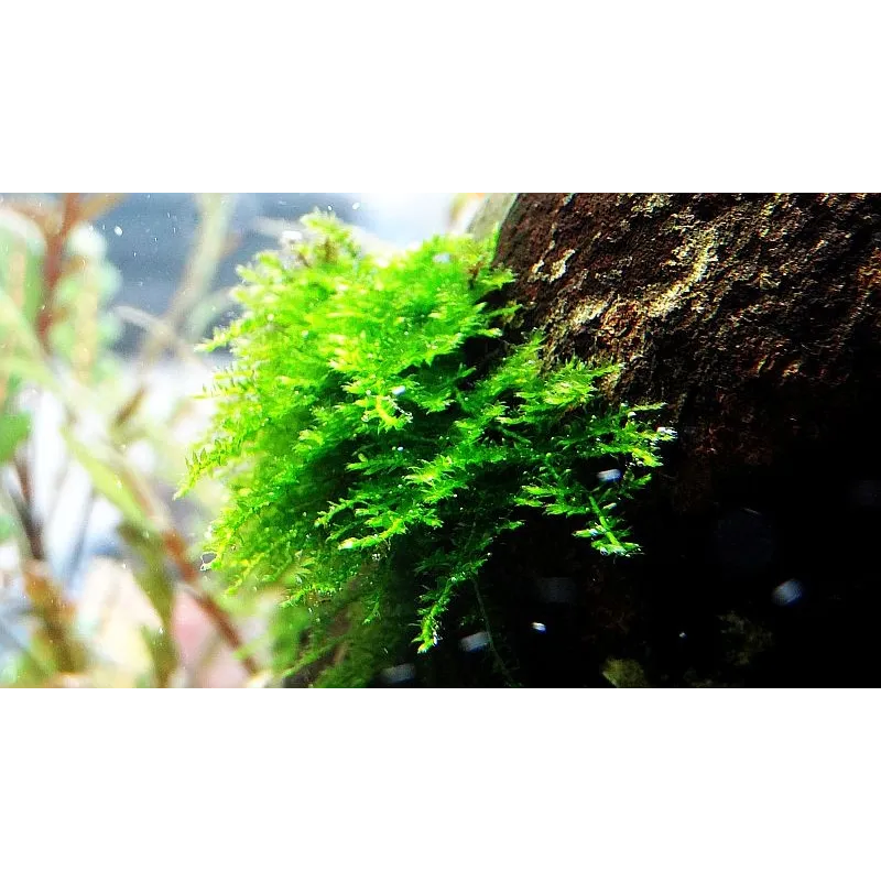 Vesicularia dubyana Christmas