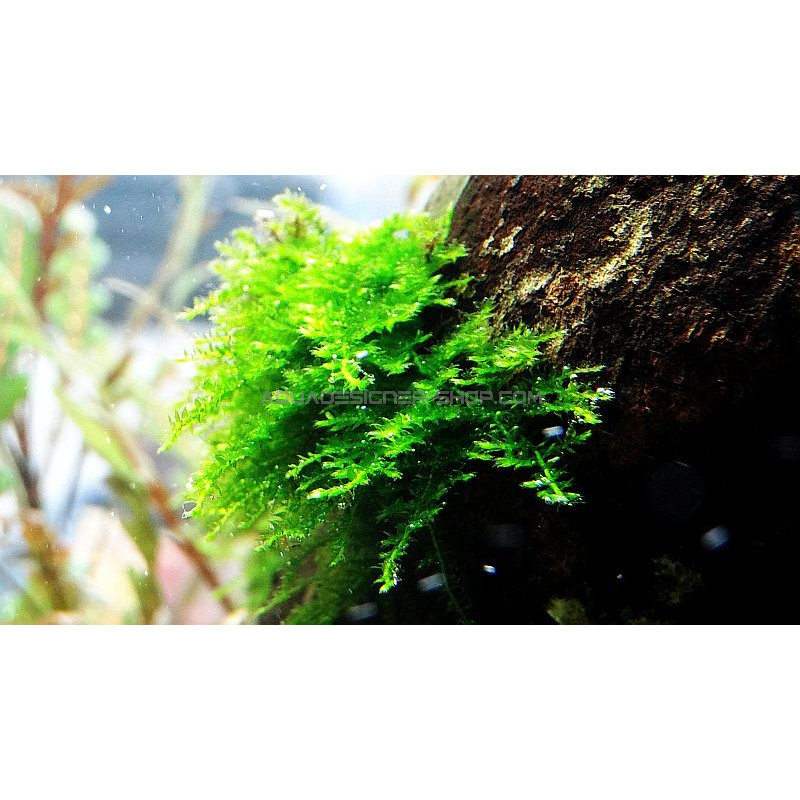 Vesicularia sp. Mini Christmas Moss