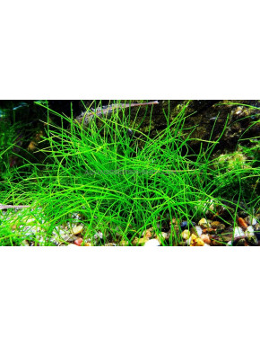 Eleocharis parvula