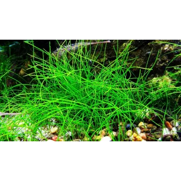 Eleocharis parvula