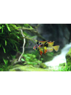 Mikrogeophagus Ramirezi XL