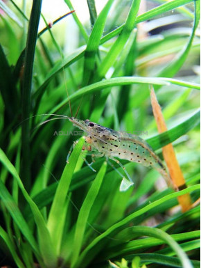 Crevette Amano caridina multidentata ex caridina japonica XL