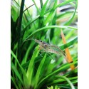Crevette Amano caridina multidentata ex caridina japonica XL