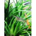 Crevette Amano caridina multidentata ex caridina japonica XL