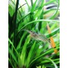 Crevette Amano caridina multidentata ex caridina japonica XL