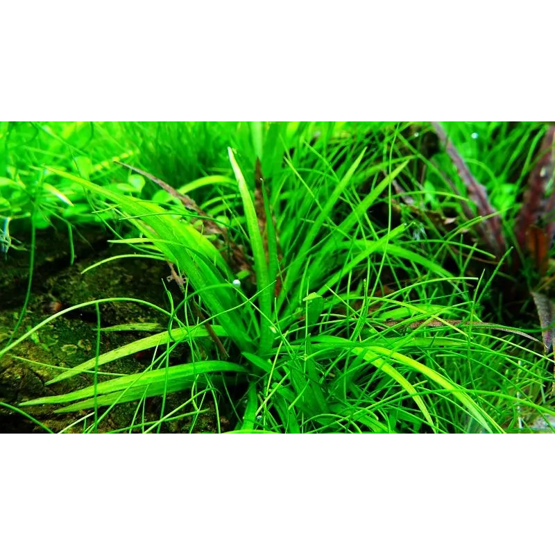 Echinodorus tenellus 'Green'  in vitro