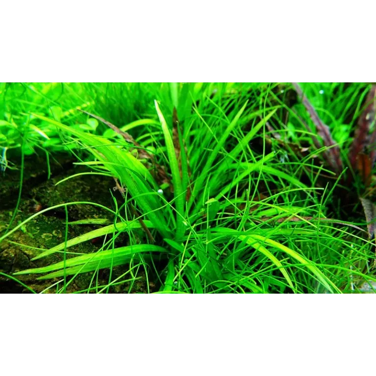 Echinodorus tenellus 'Green'  in vitro