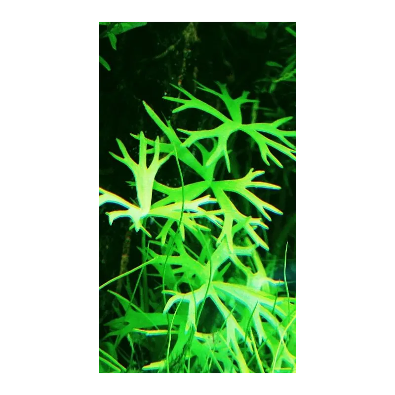 Ranunculus inundatus  in vitro