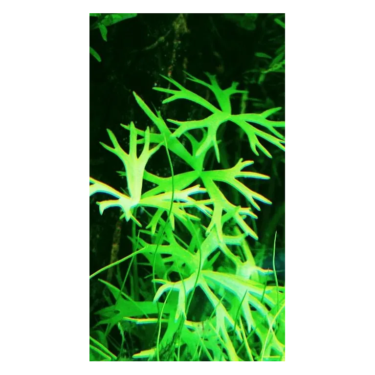 Ranunculus inundatus  in vitro