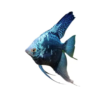 scalaire smoke pinoy