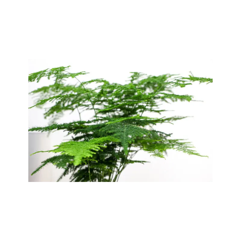 Asparagus Plumosus