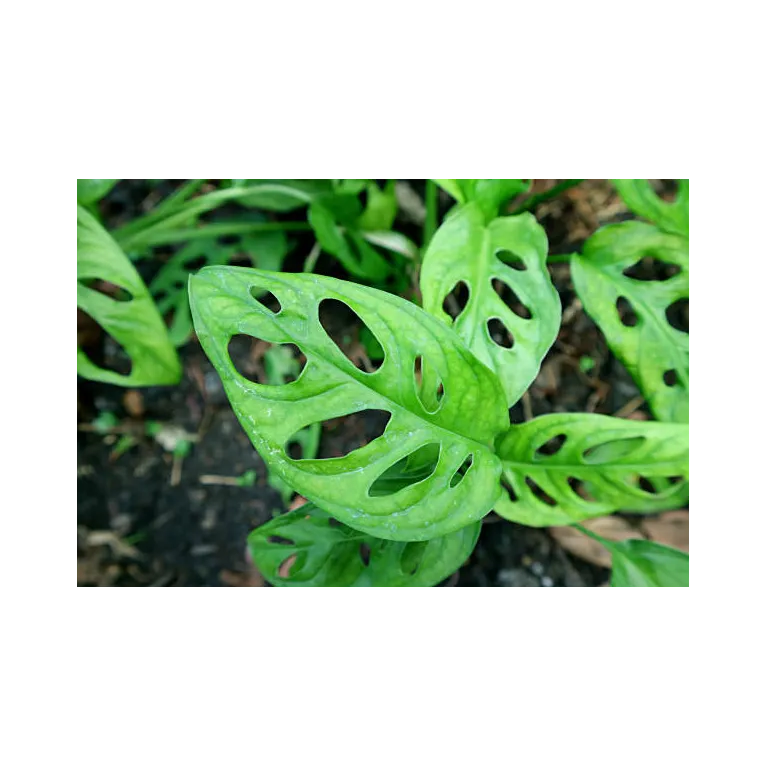 Mini monstera adansonii