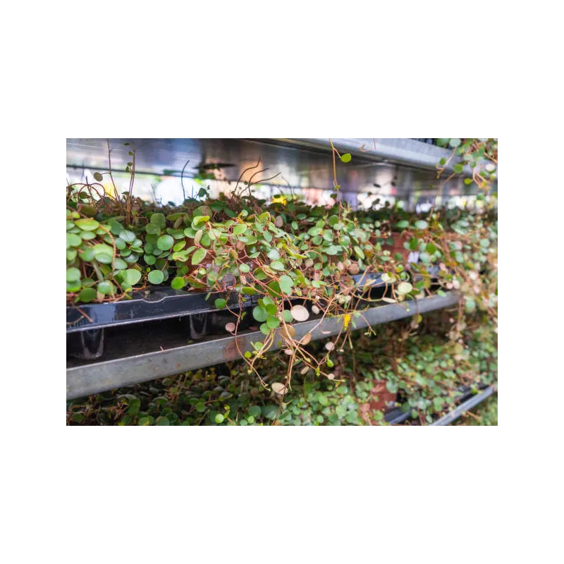 Mini muehlenbeckia complexa