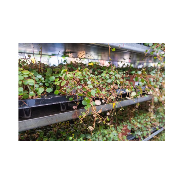 Mini muehlenbeckia complexa