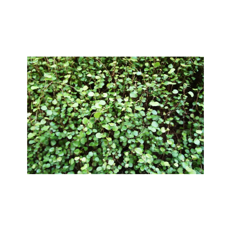 Mini muehlenbeckia complexa