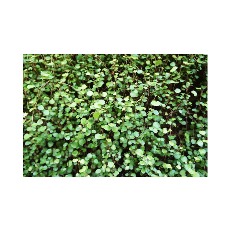 Mini muehlenbeckia complexa