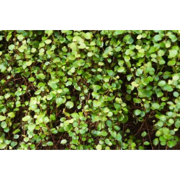 Mini muehlenbeckia complexa
