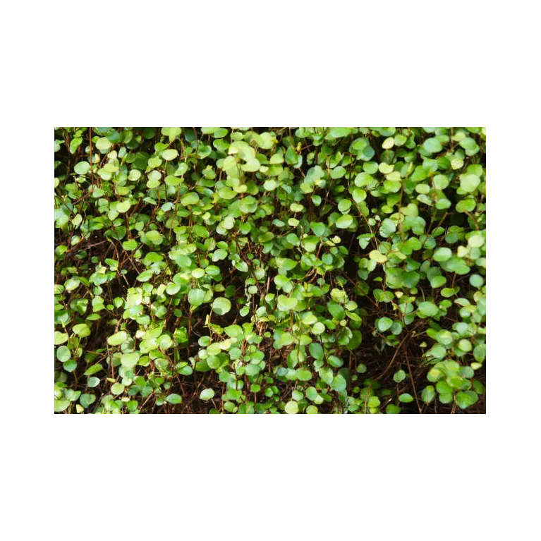 Mini muehlenbeckia complexa