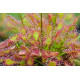 Drosera plante carnivore