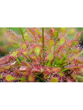 Drosera plante carnivore