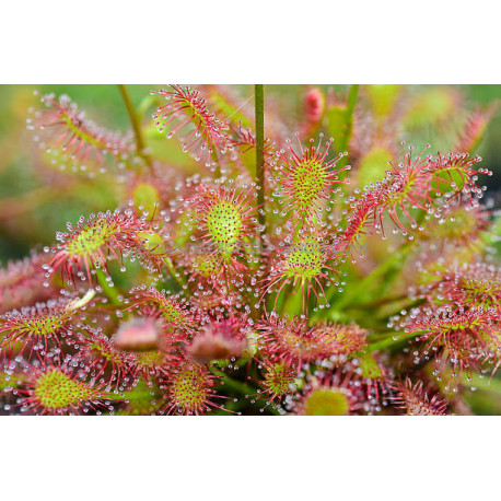 Drosera plante carnivore