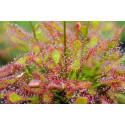 Drosera plante carnivore