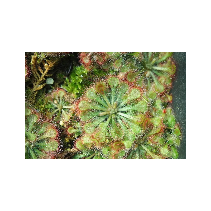 Drosera plante carnivore