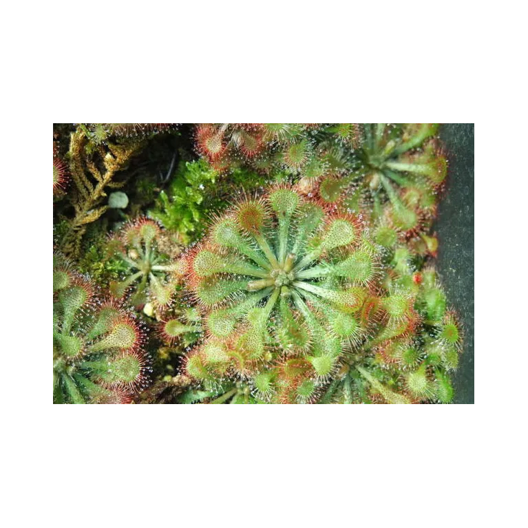 Drosera plante carnivore