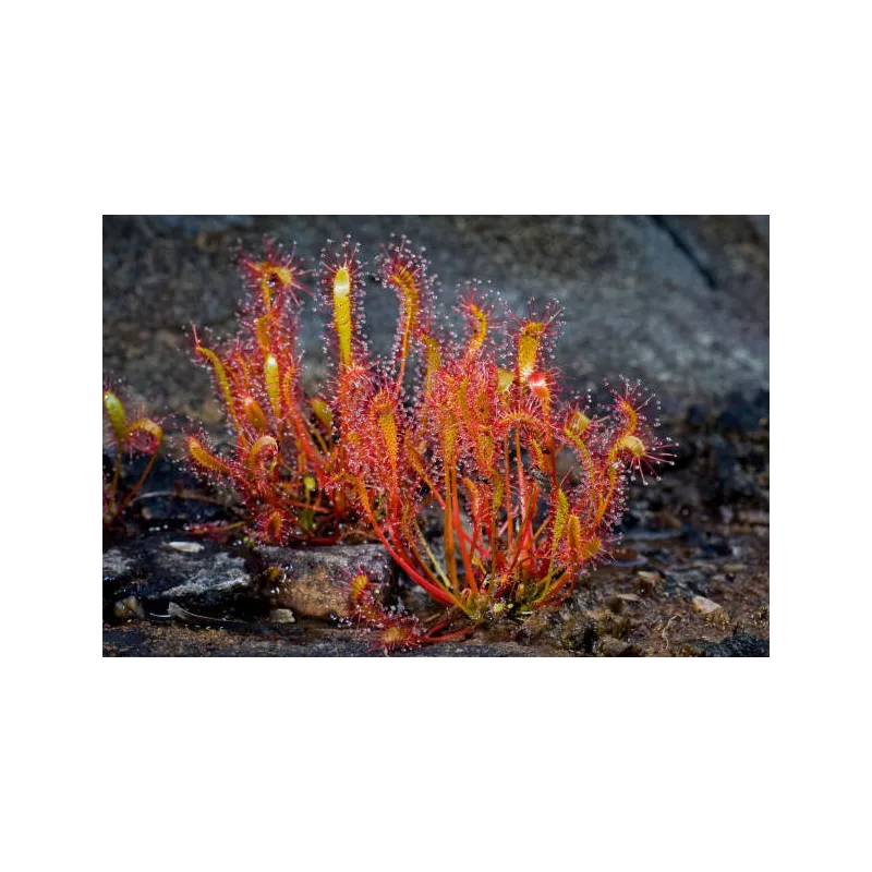 Drosera plante carnivore