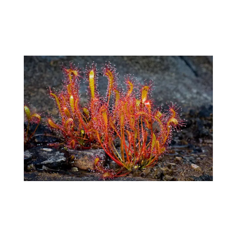 Drosera plante carnivore